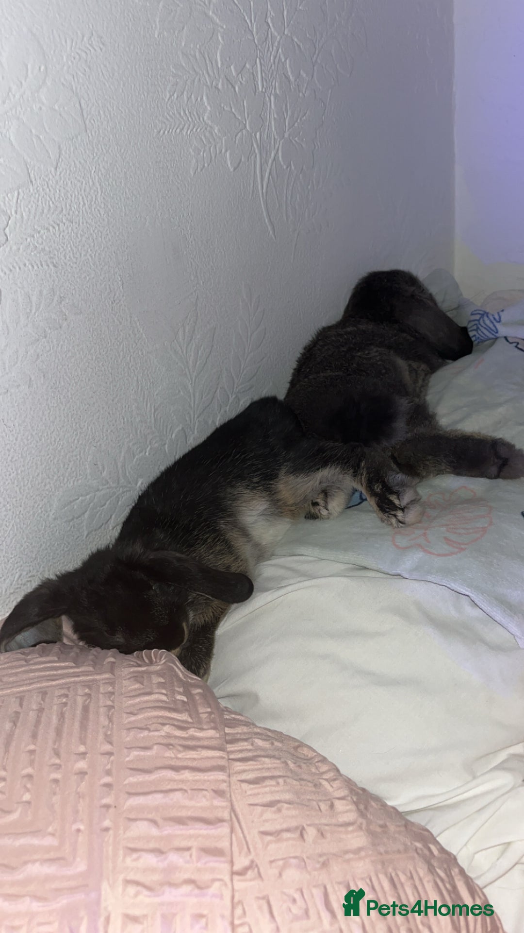 Mini Lop rabbits for sale: Mj and flop 💙 - Image 8