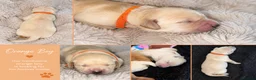 Goldador dogs for sale: Beautiful Goldador Puppies  - Advert 4