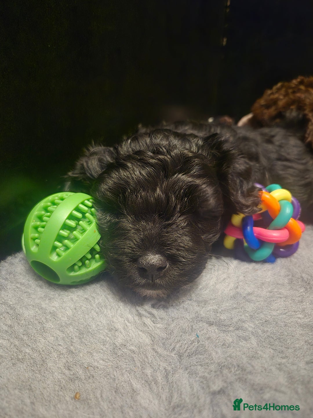 Labradoodle dogs for sale: Stunningly adorable f2b labradoodles! - Advert 15