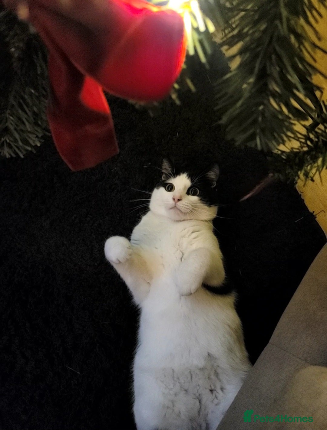 Mixed Breed cats for sale: Cuddly male cat  - Advert 3