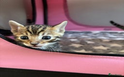 Bengal cats for sale: Supreme Grand Champion TICA bengal kittens  - Image 6