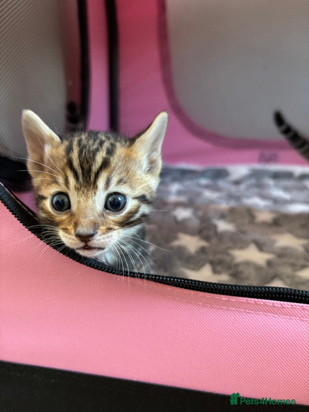 Bengal cats for sale: Supreme Grand Champion TICA bengal kittens  - Image 6