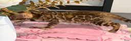 Bengal cats for sale: High-End & Premium Collect - Advert 10