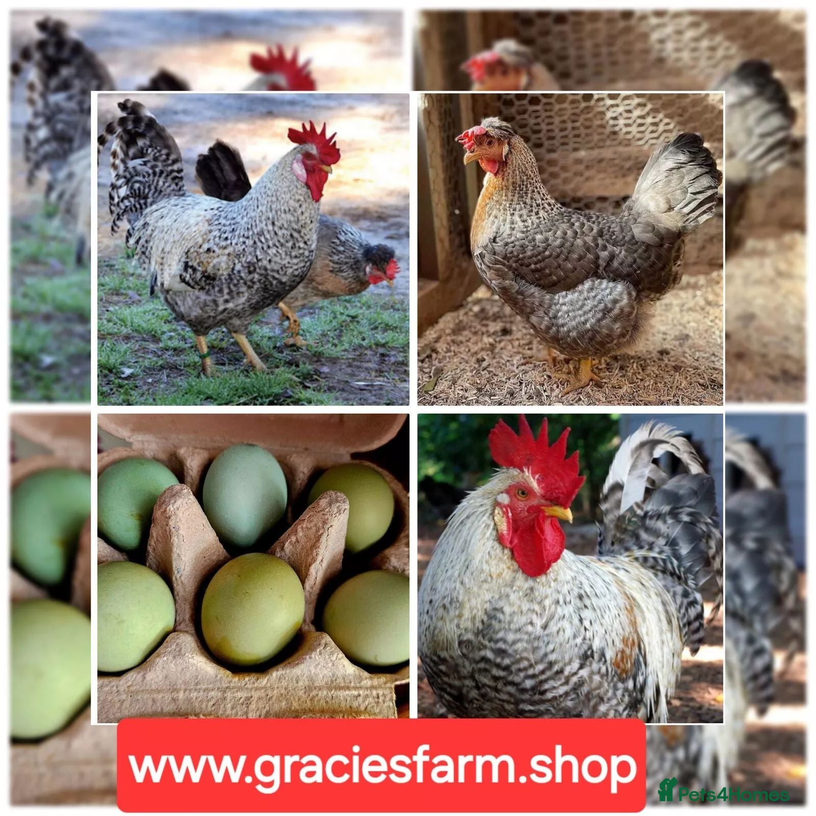 Chickens poultry Crested Cream Legbar BLUE EGGS hatching fertilised - Advert 1