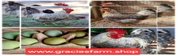 Chickens poultry for sale: Crested Cream Legbar BLUE EGGS hatching fertilised - Advert 1