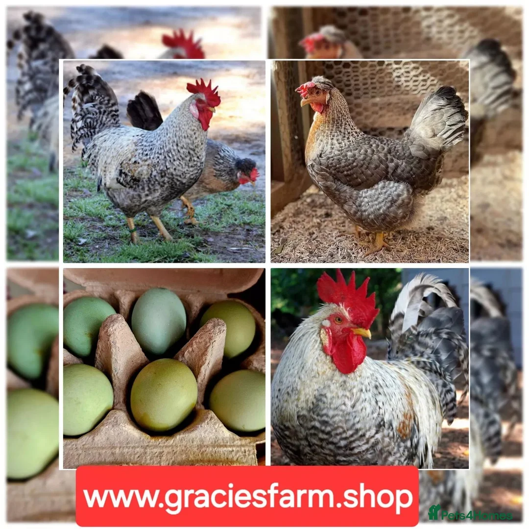 Chickens poultry for sale: Crested Cream Legbar BLUE EGGS hatching fertilised - Advert 1