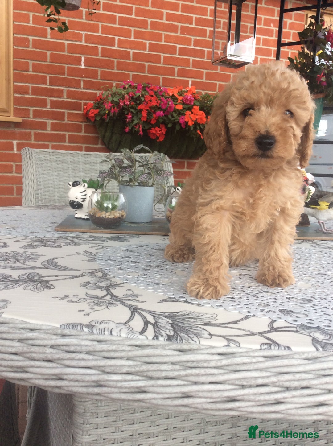 Cockapoo dogs for sale: gorgeous mixed litter of cockapoos  - Image 5