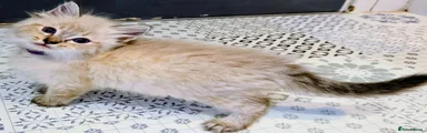 Ragdoll 1
