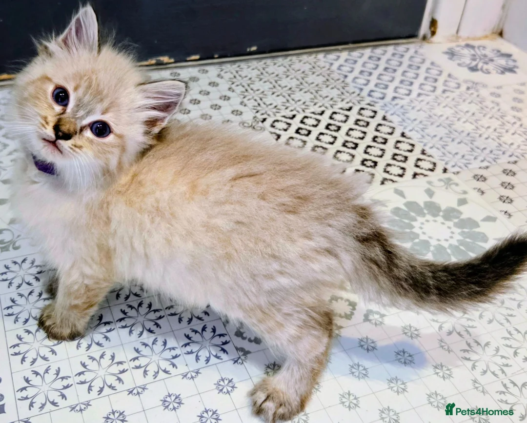 Ragdoll cats for sale: Ragdoll Kittens Boys available  - Advert 9