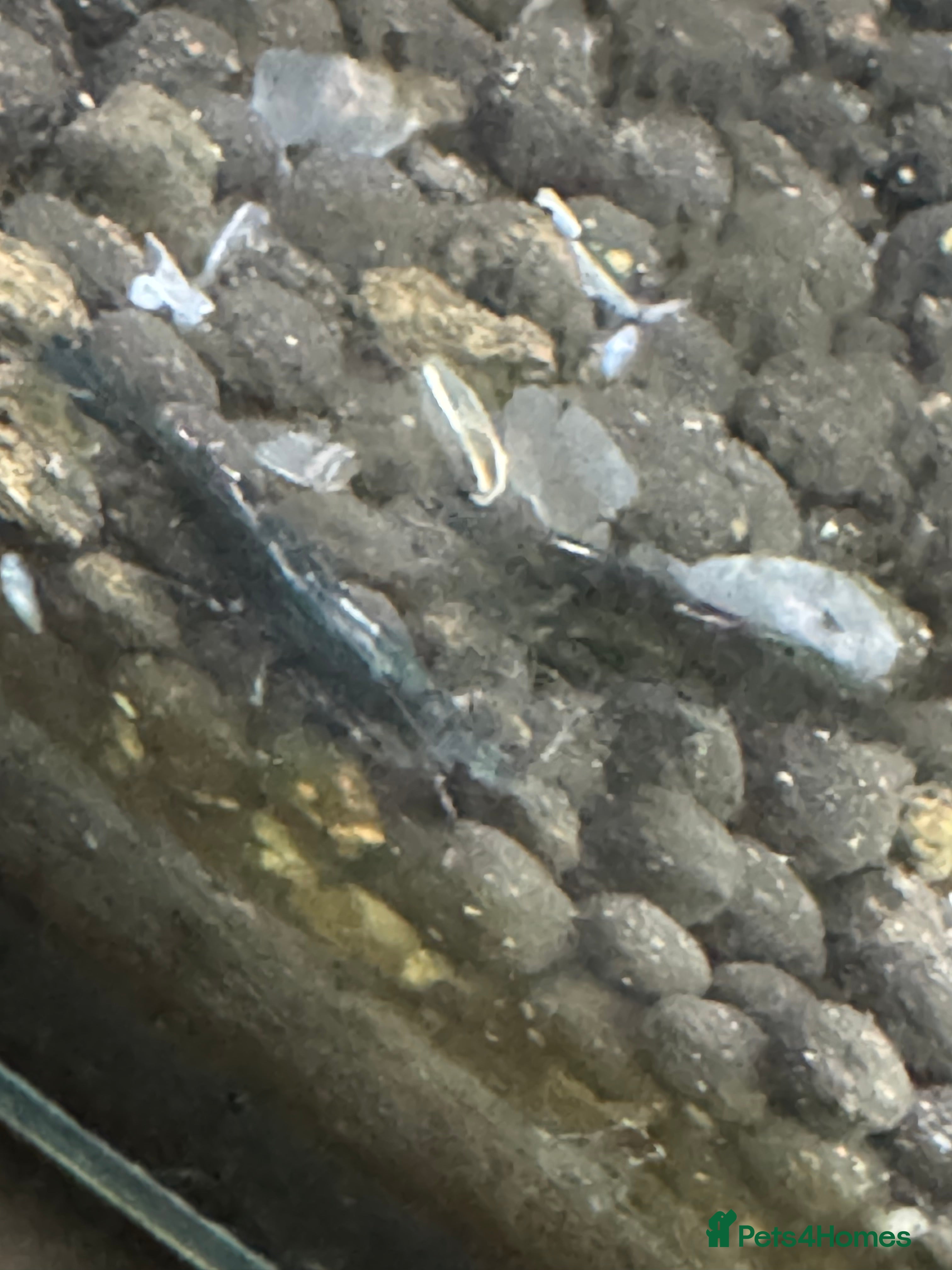 Shrimps fish High grade green jades shrimp - Advert 4