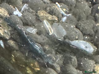 Shrimps fish High grade green jades shrimp - Advert 5