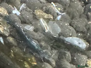 Shrimps fish High grade green jades shrimp - Advert 18