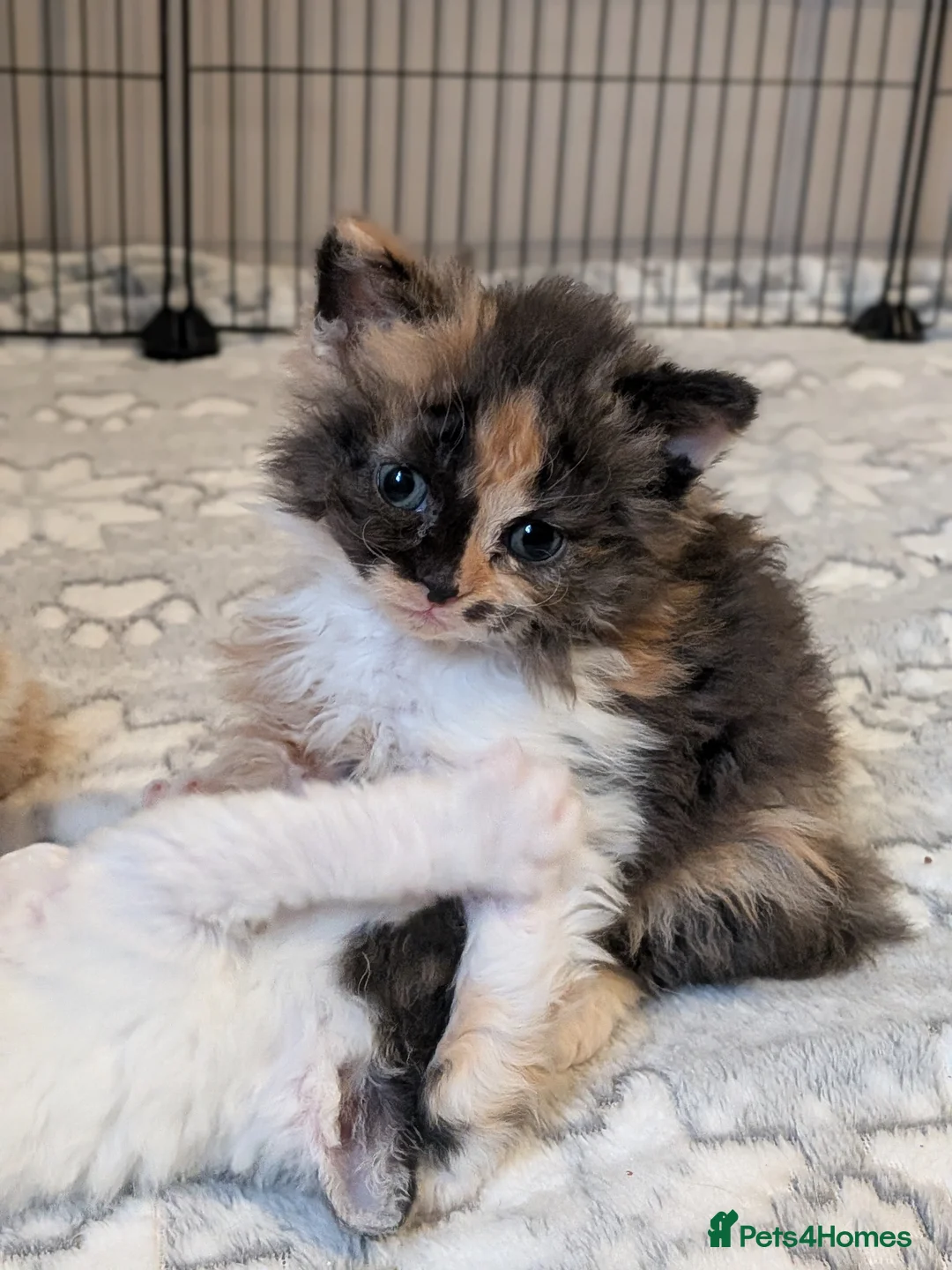 Selkirk Rex cats for sale: Beautiful Kittens – From Pedigree Selkirk Rex Mum - Advert 28