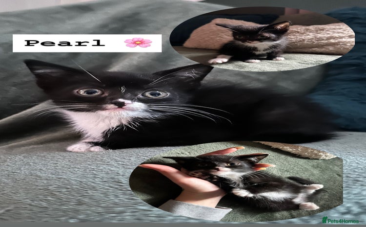 Mixed Breed cats - Advert 10