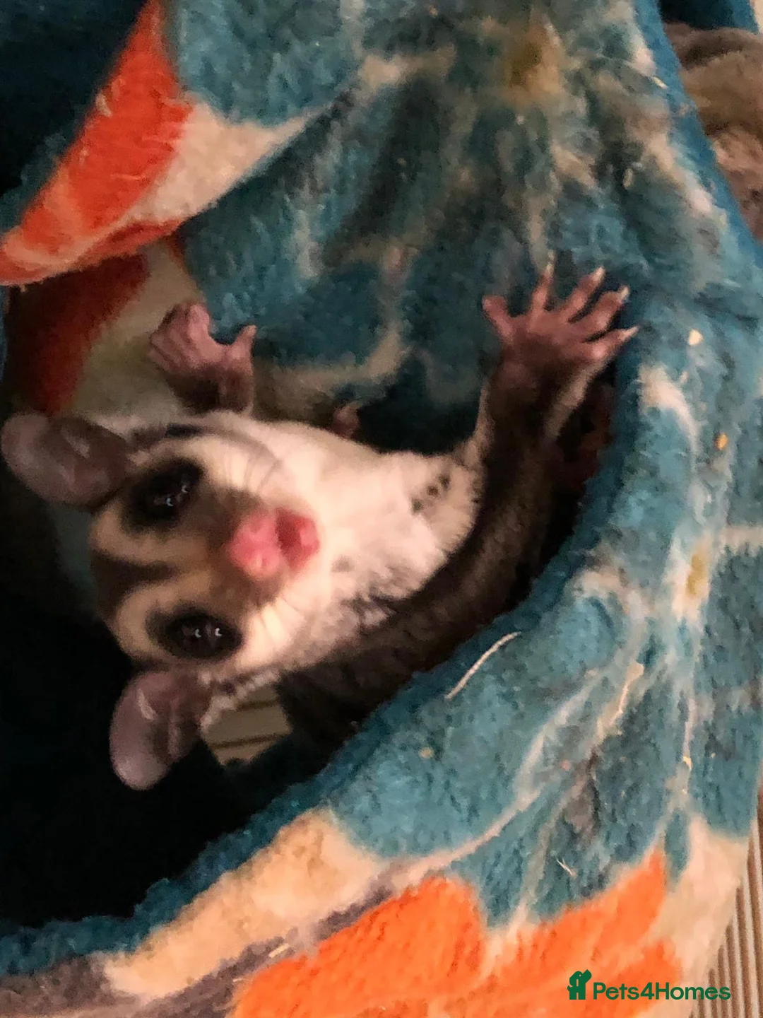 Sugar Glider rodents for sale: Single female Grey Sugar Glider  - Advert 2