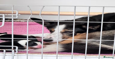 Border Collie dogs - Advert 1