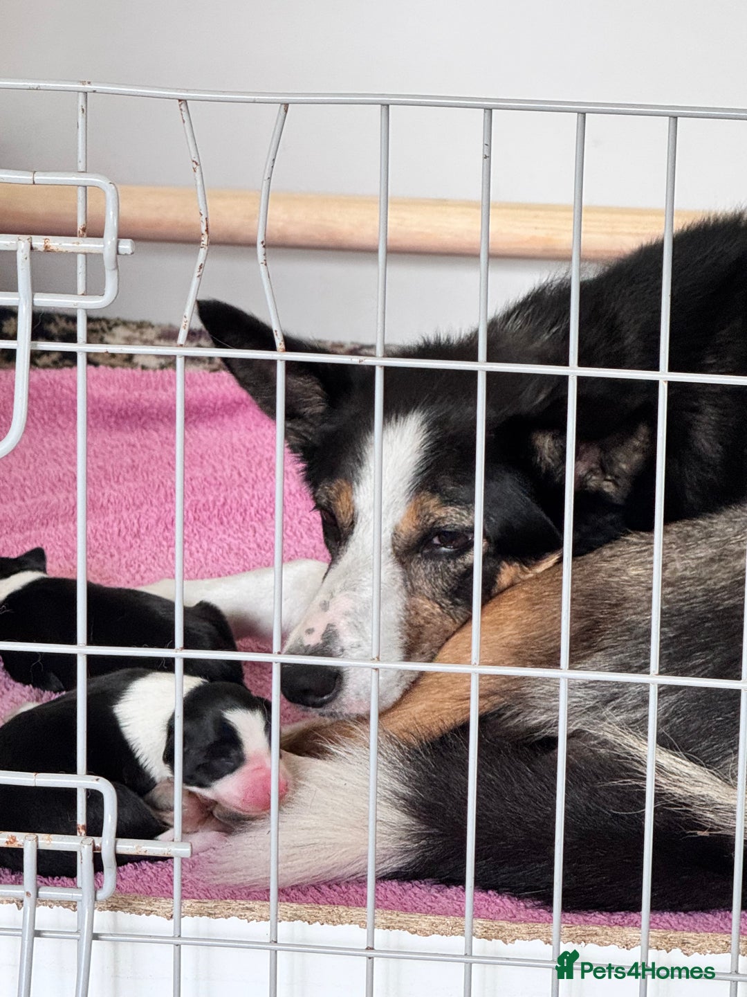 Border Collie dogs for sale: Beautiful 3rd generation black/white puppies  - Image 2