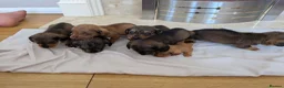Mixed Breed dogs for sale: 3/4 dachshund 1/4 jack Russell - Advert 28