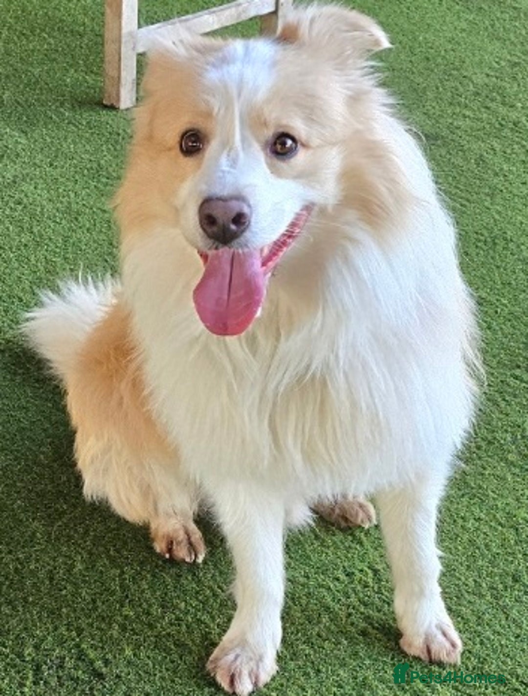 Border Collie dogs for sale: Beautiful EE-Red/Golden Long Haired Border Collies - Advert 7