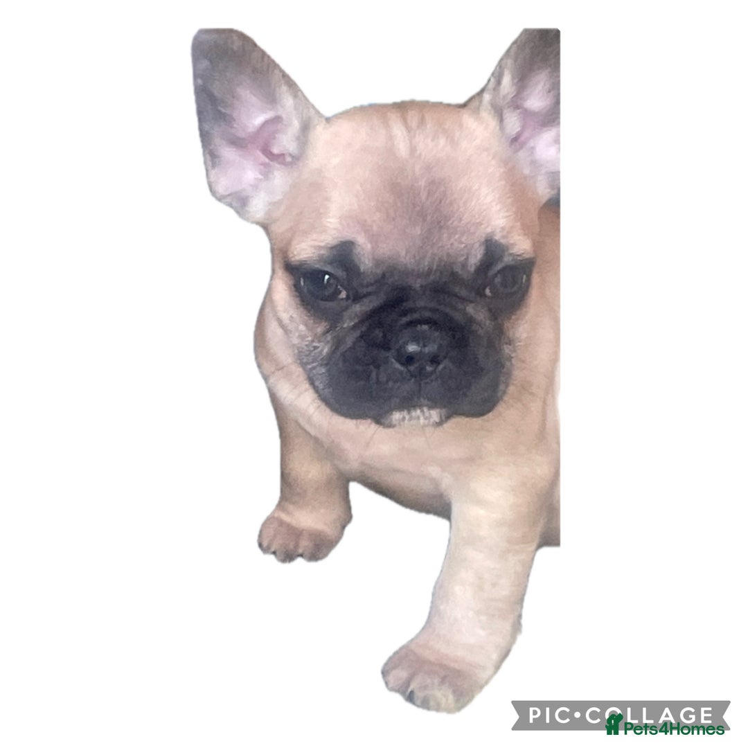 French Bulldog dogs for sale: Ready now!!! Reduce in price  - Advert 16