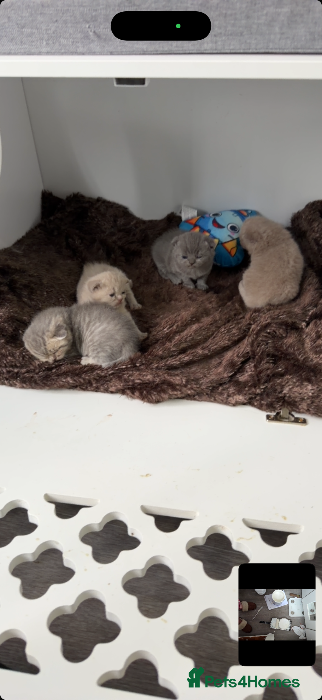 British Shorthair cats for sale: British short hair kittens  - Advert 12