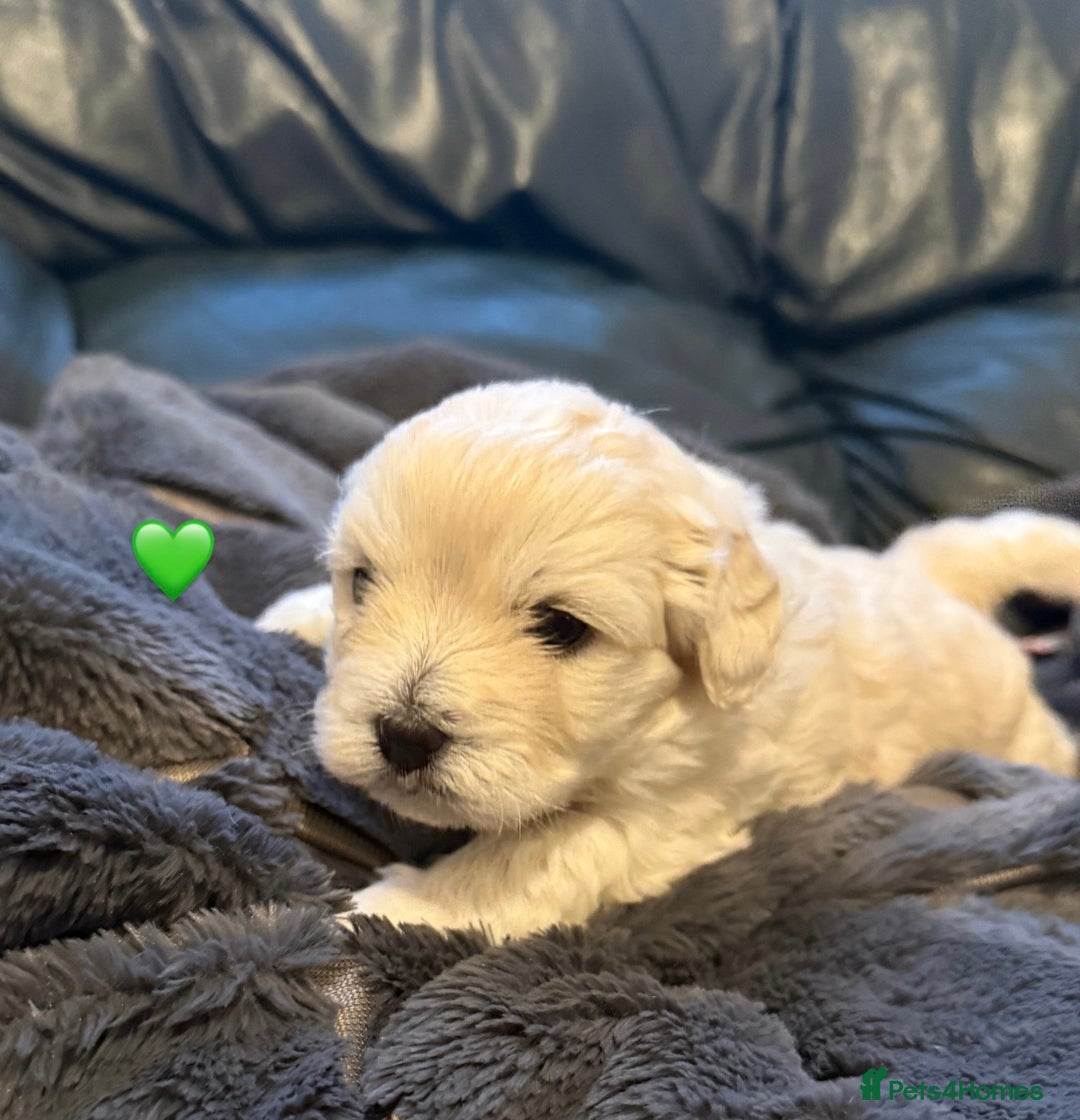 Bichon Frise dogs for sale: Bichon Frise Puppies  - Advert 5