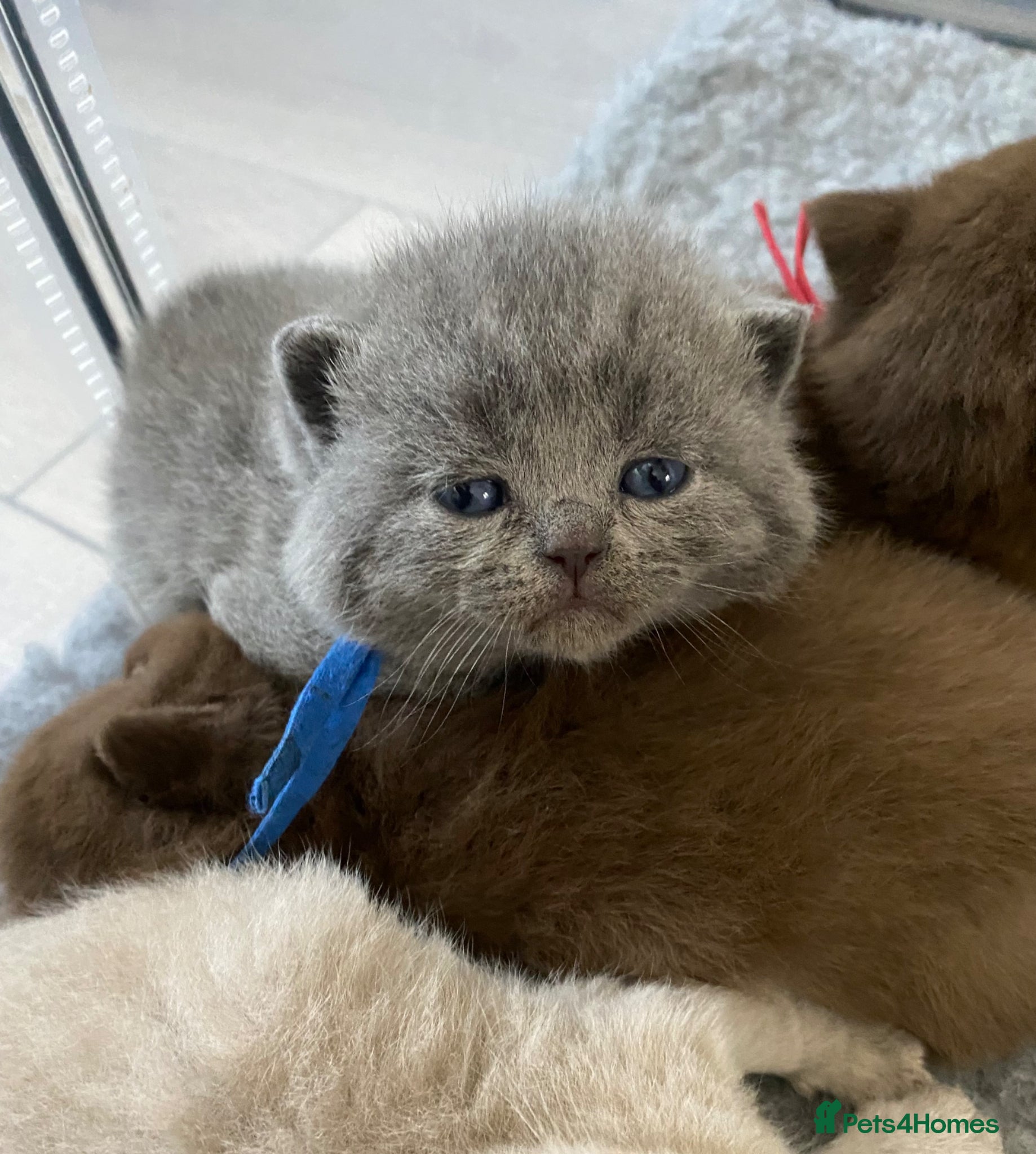 British Shorthair cats 🔥 GCCF KITTENS CHOCOLATE BLUE LILAC CHAMPION  - Advert 7