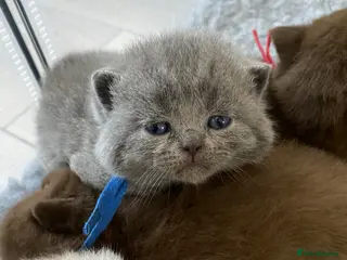 British Shorthair cats 🔥 GCCF KITTENS CHOCOLATE BLUE LILAC CHAMPION - Advert 7