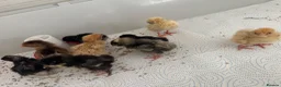 Mixed Breed poultry for sale: Day old chicks mixed breeds  in Goole - Advert 4
