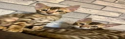 Bengal cats for sale: Beautiful Bengal kittens for loving homes. - Advert 3