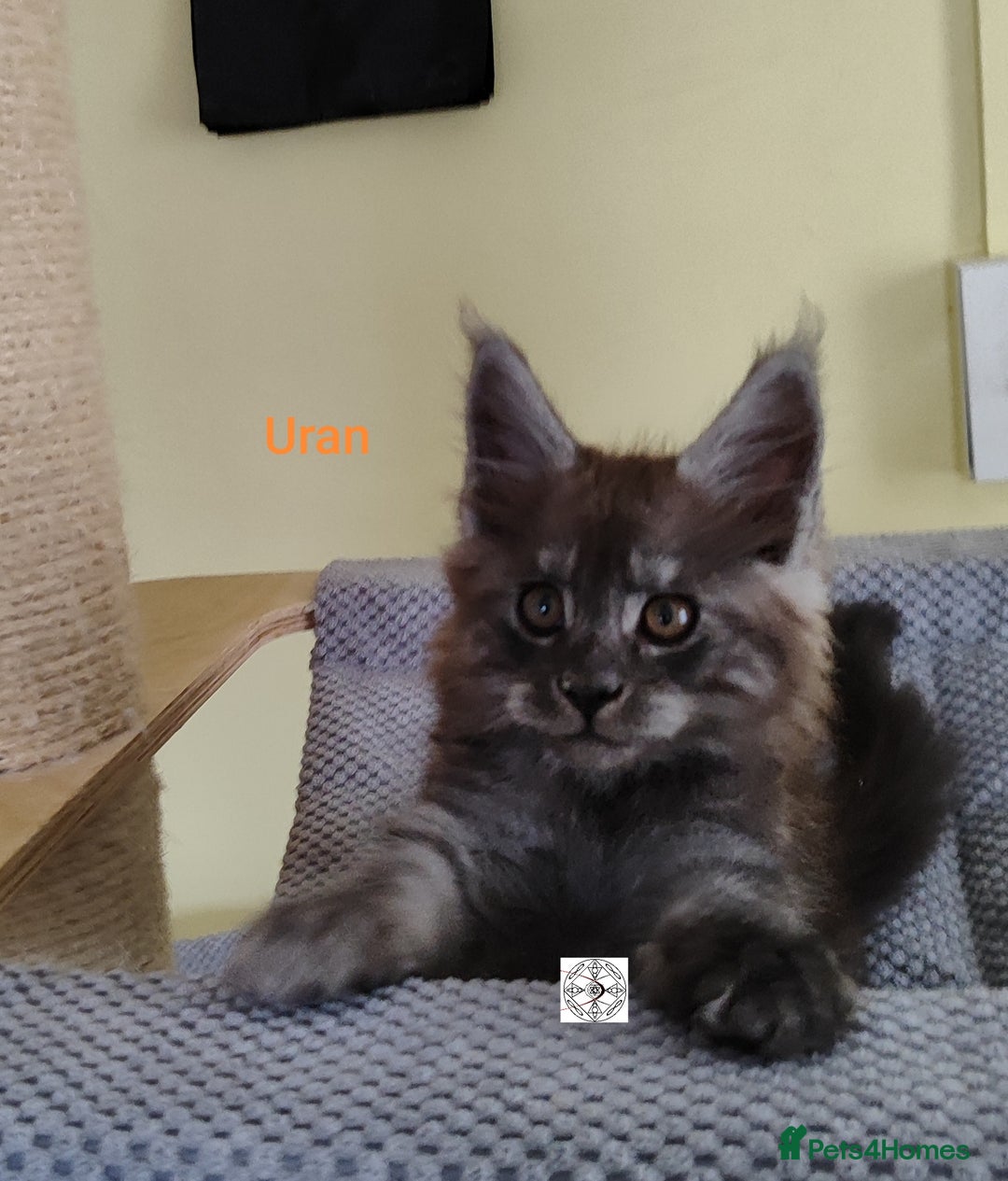 Maine Coon cats for sale: Absolutelly gorgeous kittens  - Image 14