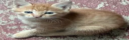 Mixed Breed cats for sale: Ginger Farm kittens  - Advert 3