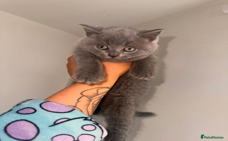 British Shorthair cats - Advert 1