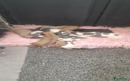 Whippet dogs for sale: Kc registered whippet pups  - Image 4