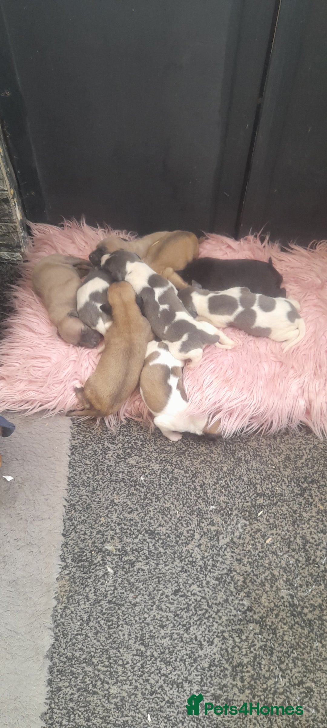 Whippet dogs for sale: Kc registered whippet pups  - Image 4