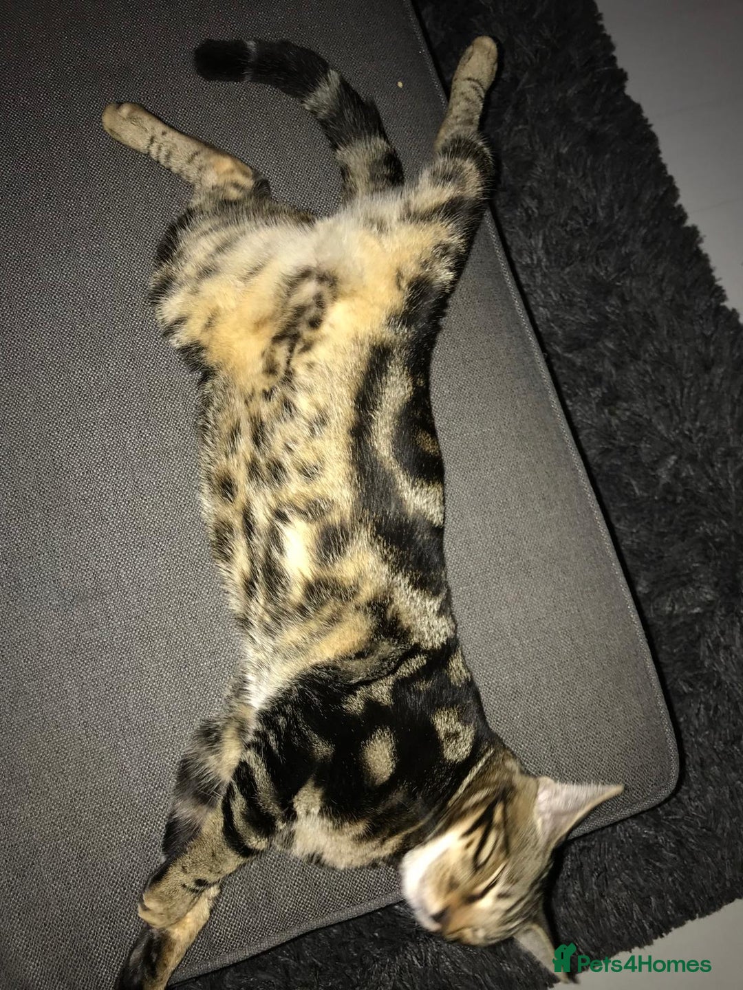Bengal cats for sale: Beautiful bengal boy needs a new home  - Image 3
