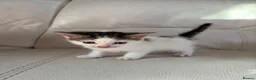 Mixed Breed cats for sale: Gorgeous kittens for sale  in Blandford Forum - Advert 15