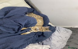 Bengal cats for sale: Male bengal - Image 3