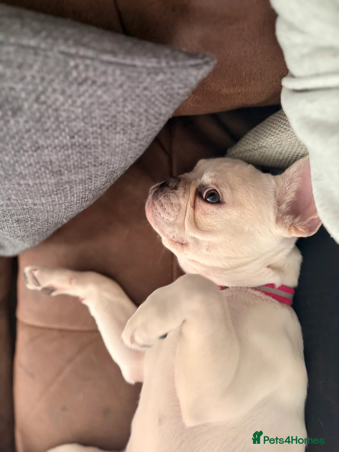 French Bulldog dogs for sale: French bulldog for sale - Advert 7