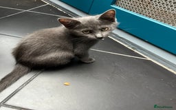 Ragdoll cats for sale: Kittens for sale  - Image 3