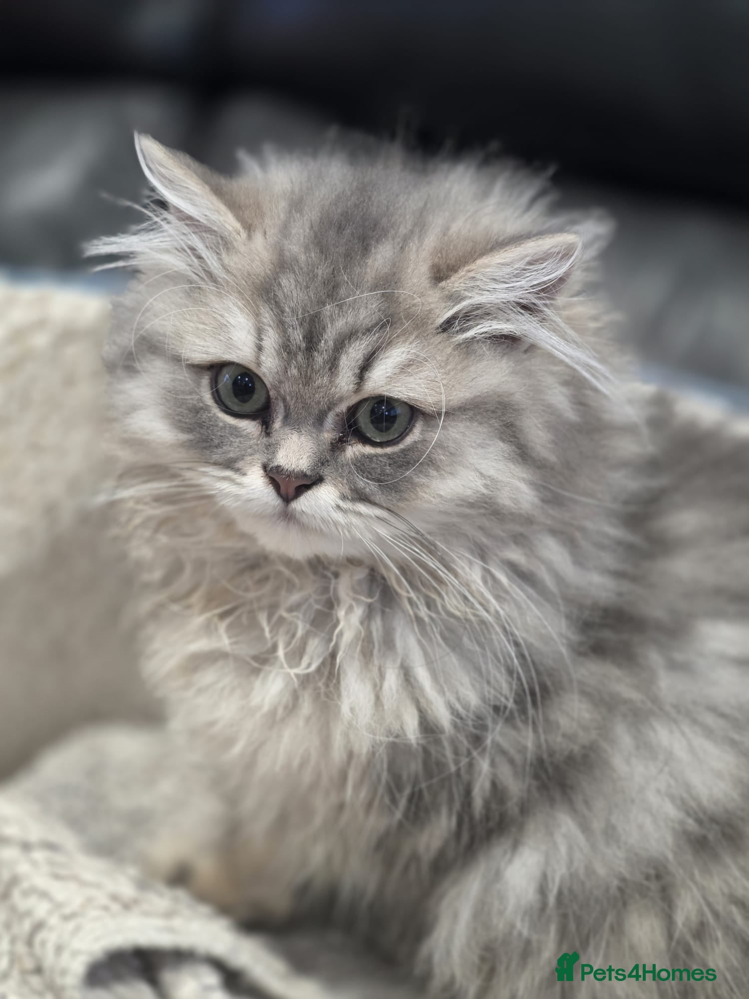British Longhair cats GCCF Registered British Longhaired Kittens  - Advert 1