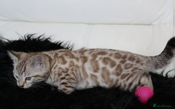 Bengal cats for sale: Gorgeous Bengal kittens - Image 7