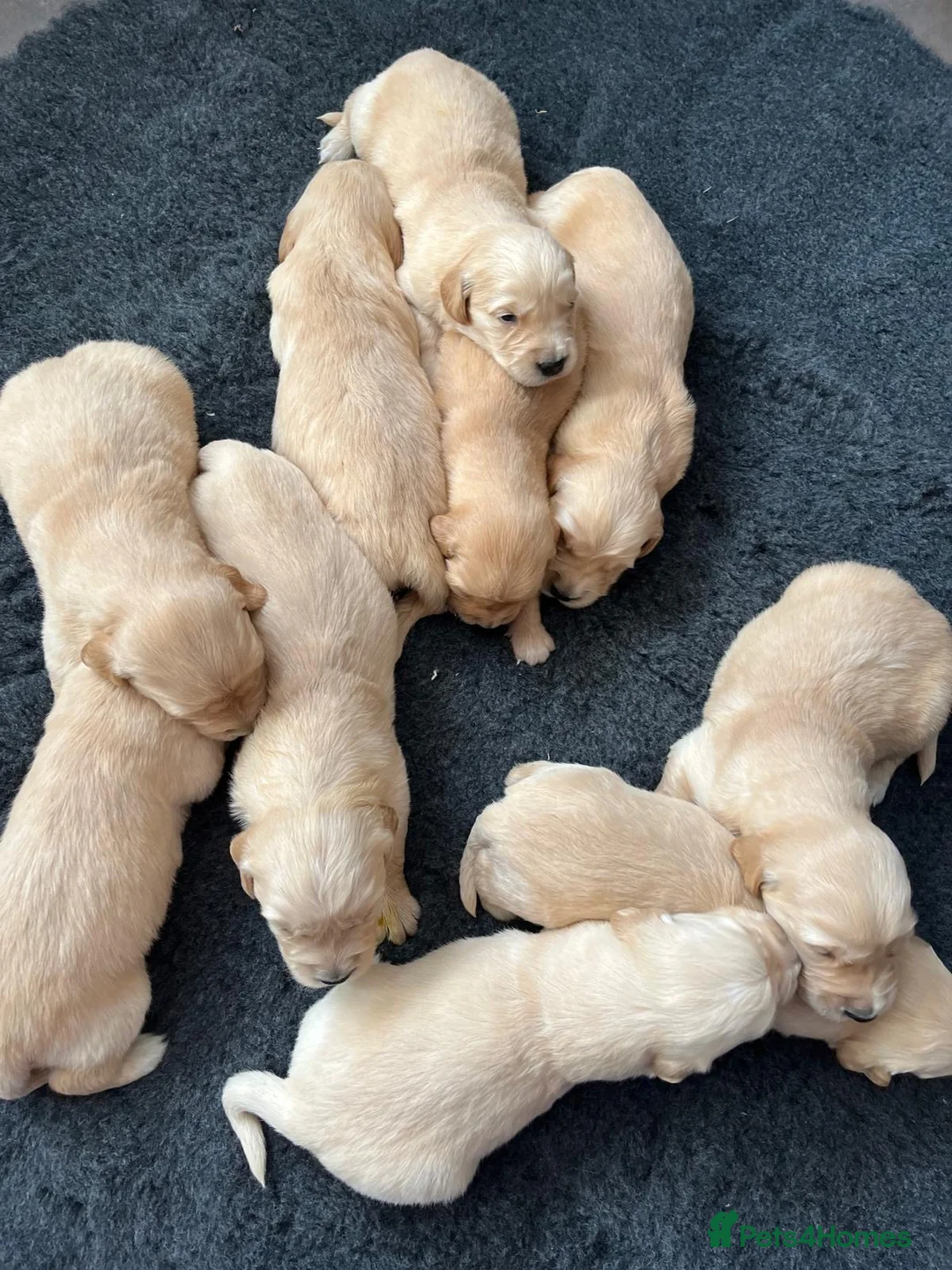Golden Retriever dogs for sale: Kennel Club Health Tested Golden Retriever Puppies - Advert 14