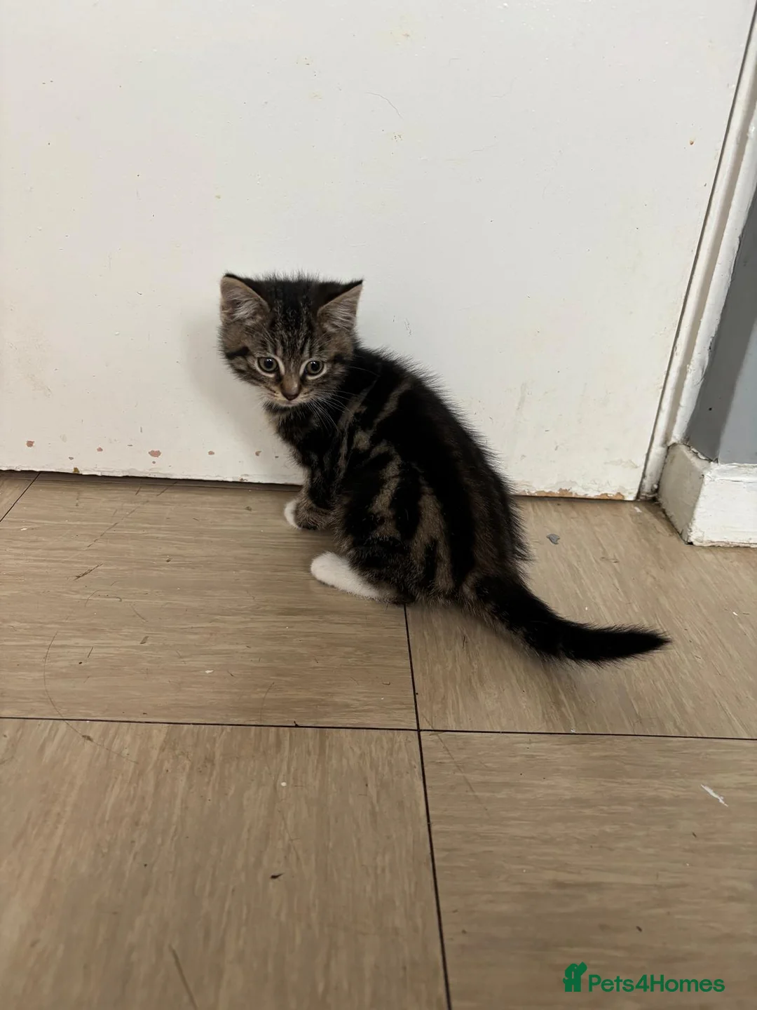 Domestic Shorthair cats for sale: One male, one female  - Advert 4