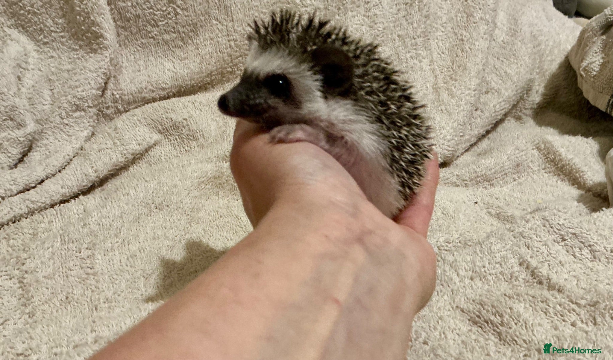 Pygmy Hedgehog rodents African Pygmy Hedgehog hoglets  - Advert 1