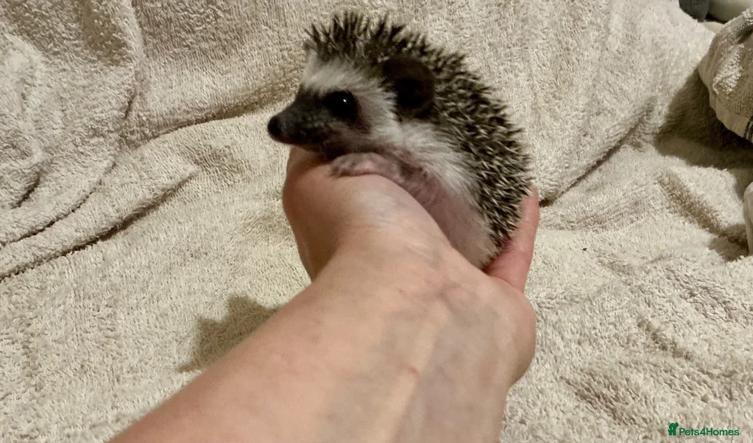 Pygmy Hedgehog rodents for sale: African Pygmy Hedgehog hoglets  - Advert 1