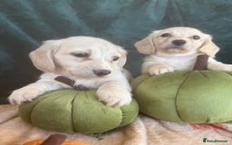 Miniature Dachshund dogs for sale: English creams miniature dachshunds  - Image 9