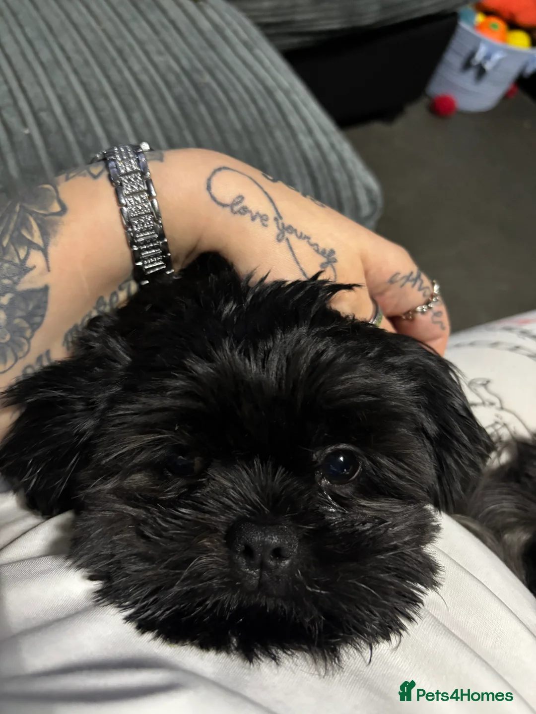 Shih Tzu dogs for sale: Absolutely beautiful  black imperial  Shihtzu  - Advert 1