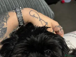 Shih Tzu dogs Absolutely beautiful black imperial Shihtzu - Advert 1