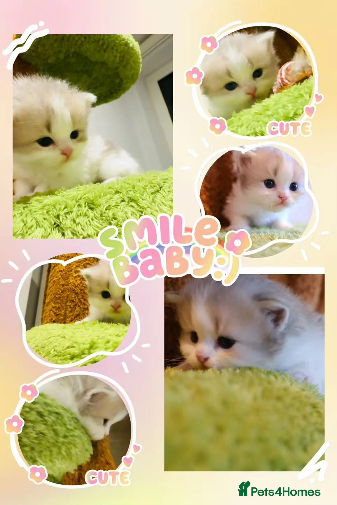 Munchkin cats for sale: Show-Quality Minuet Kittens – Rare in the UK - Advert 1